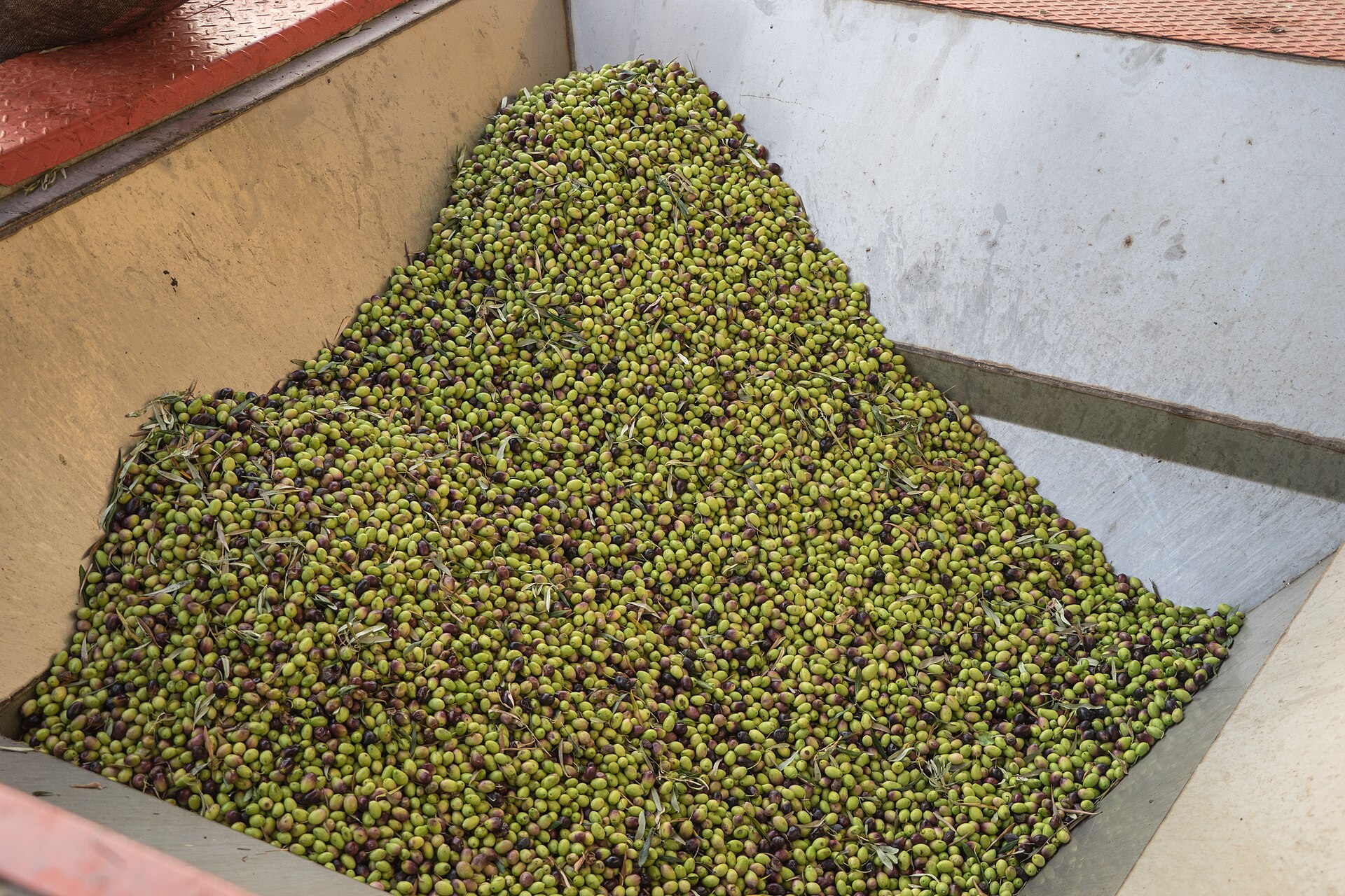 Freshly harvested olives ready for pressing at a Cretan mill