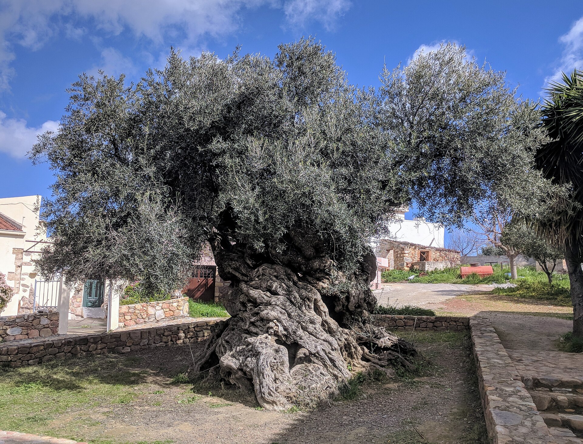 The ancient Olive Tree of Vouves near Chania